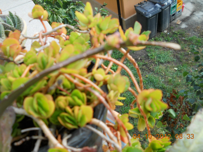 bobocei la epifilum de la Stefania - BALCONUL MEU IN OCTOMBRIE 2012