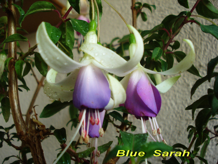 Blue Sarah (4-10-2012) - Fucsii