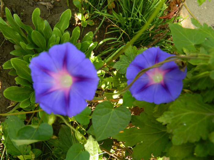DSCN8371
