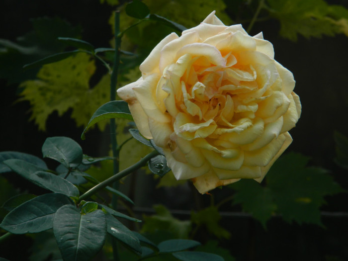 DSCN8374