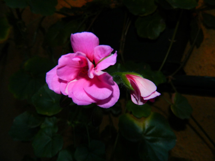 DSCN8417