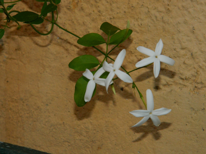 DSCN8421