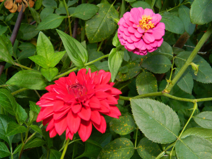 DSCN8431