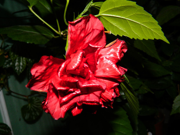 DSCN8448