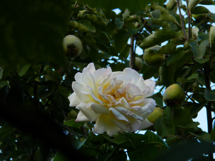 DSCN8457