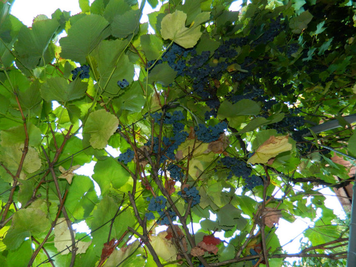 DSCN8461