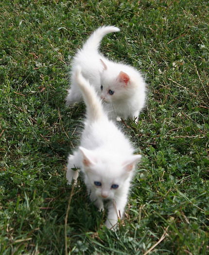 puii Miei (3 pisicute) - zzz Pisicile noastre