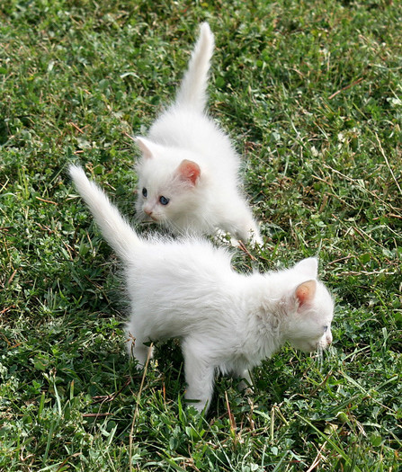 puii Miei (3 pisicute)