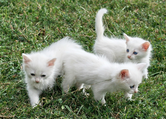 puii Miei (3 pisicute)