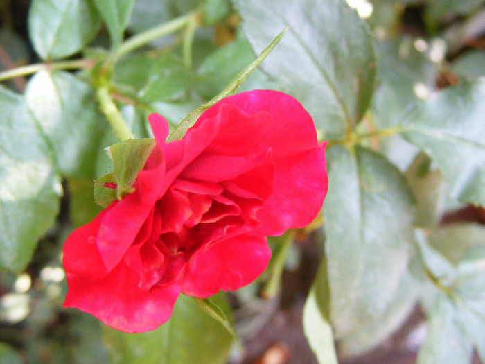 Rotilia