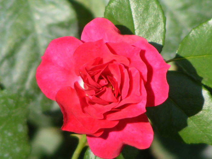 Rotilia