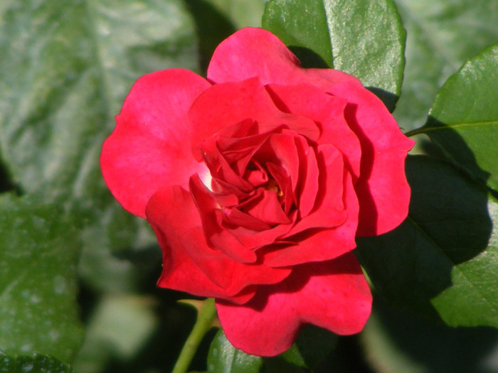 Rotilia