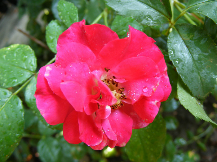 Rotilia
