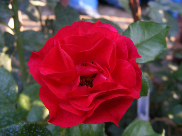Rotilia