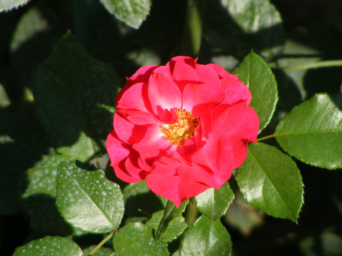 Rotilia