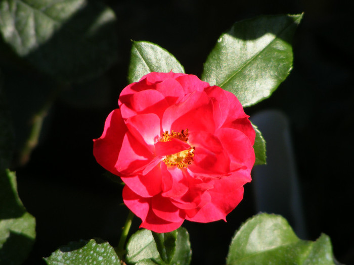 Rotilia