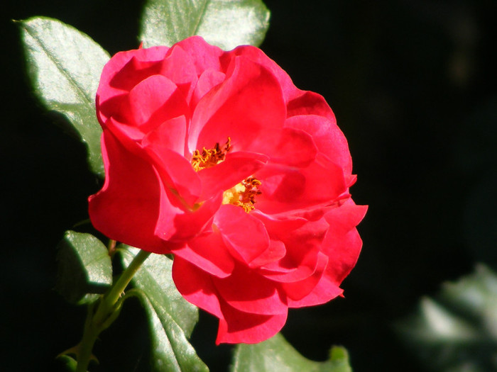 Rotilia