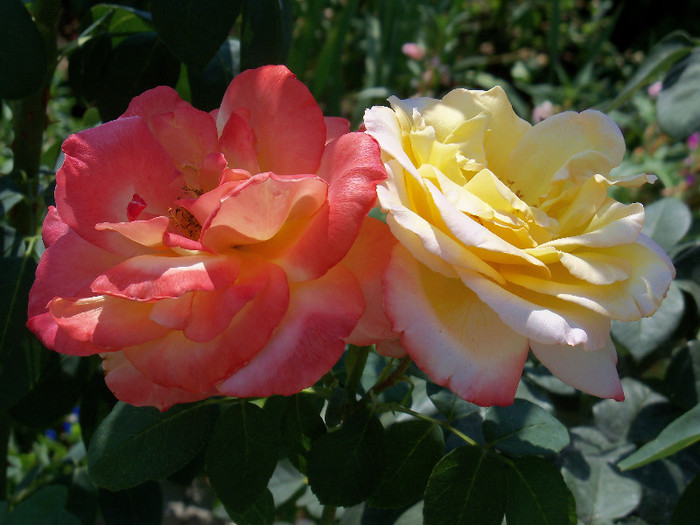 101_4249 - EMERAUDE D_OR