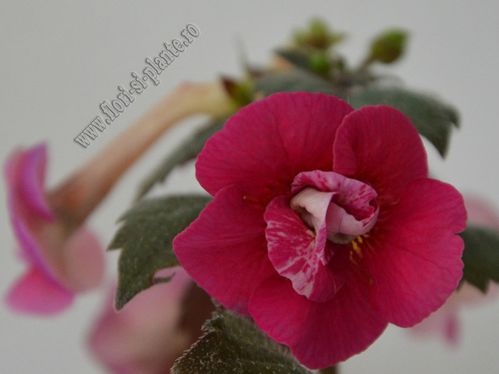 Achimenes Serges Fantasy; 2012
