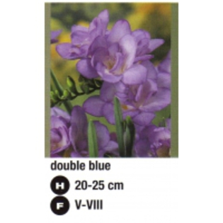 double%20blue-200x200[1]