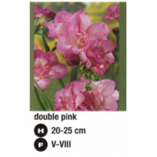 double%20pink-200x200[1] - 2012 ACHIZITII