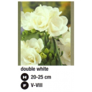 double%20white-200x200[1]