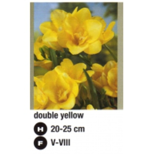 double%20yellow-200x200[1]