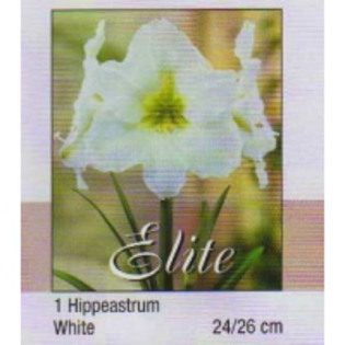 img022_18-200x200[1]