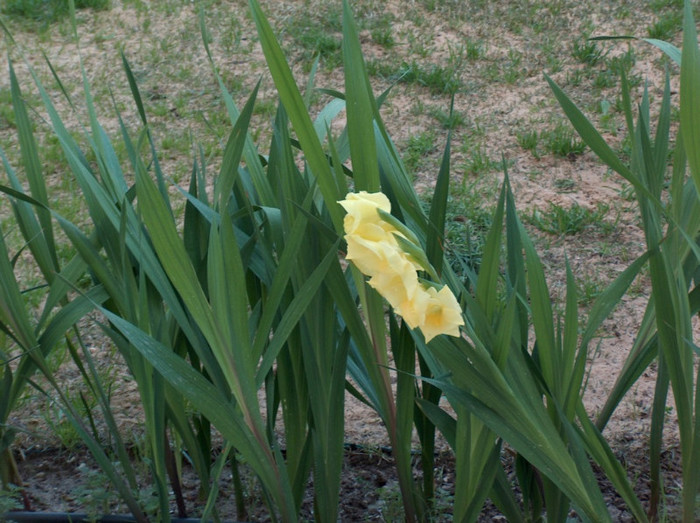 o gladiola - gradina-diverse