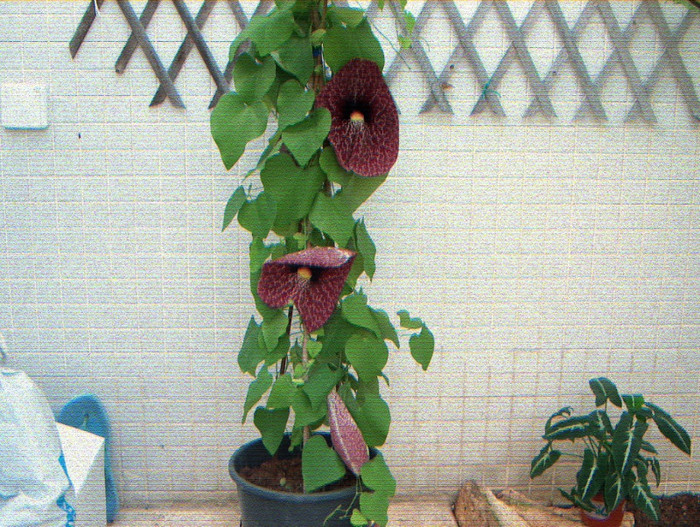 aristolochia