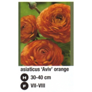 asiaticus%20Aviv%20orange-200x200[1] - 2012 ACHIZITII atlas plants