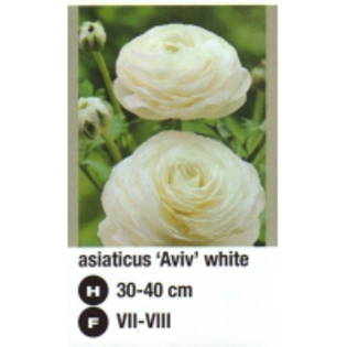 asiaticus%20Aviv%20white-200x200[1] - 2012 ACHIZITII atlas plants