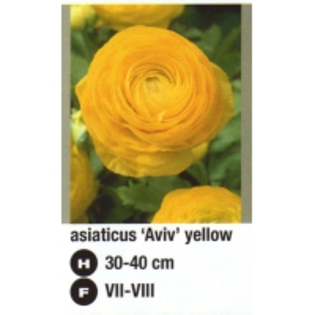 asiaticus%20Aviv%20yellow-200x200[1] - 2012 ACHIZITII atlas plants
