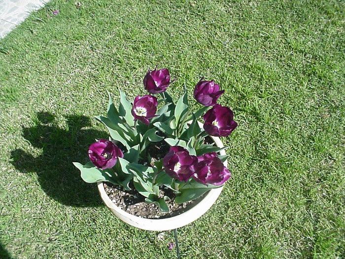 lalele mov