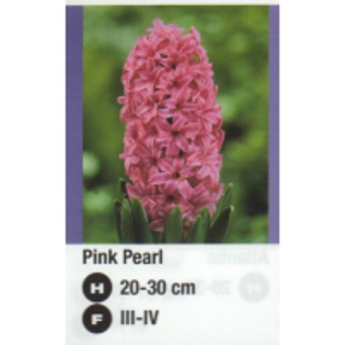 Pink%20Pearl-200x200[1] - 2012 ACHIZITII atlas plants