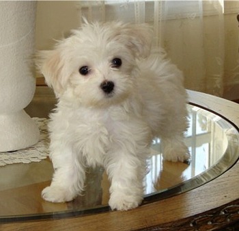 bichon maltese2 - catei