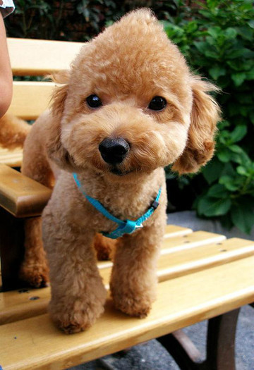 caniche_pudel_19 - catei