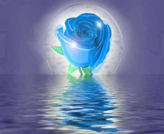 un-trandafir-albastru-si-o-zi-senina_b3a5cf922ad707 - trandafirii