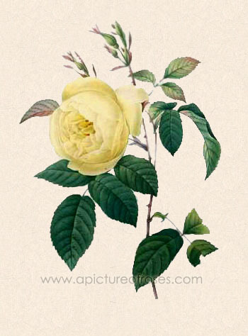 C-16-tea-odorata-parks-yellow-tea-scented-china-rose-yellow - trandafirii