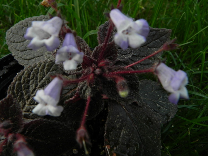 E.Naomi - Eucodonia