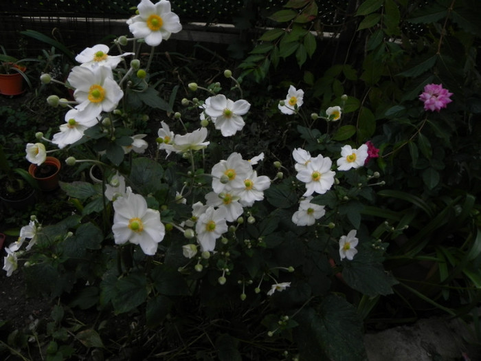 Anemone de toamna - GRADINA