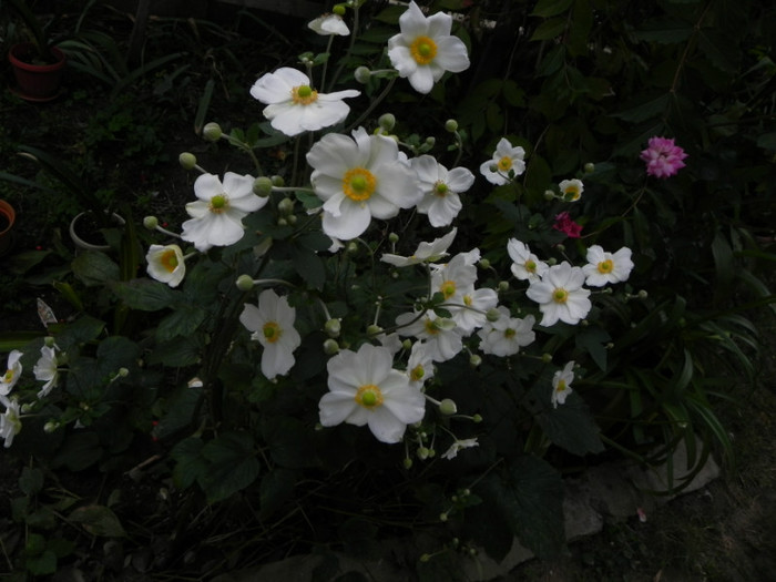 Anemone de toamna - GRADINA