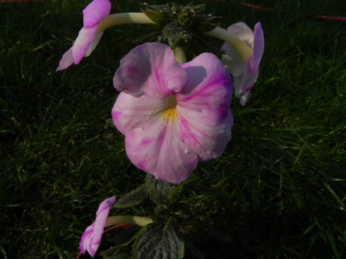  - Achimenes