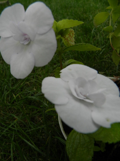 Achimenes 'Double White Rose' - Achimenes