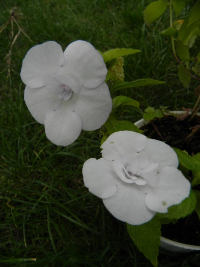 Achimenes 'Double White Rose' - Achimenes