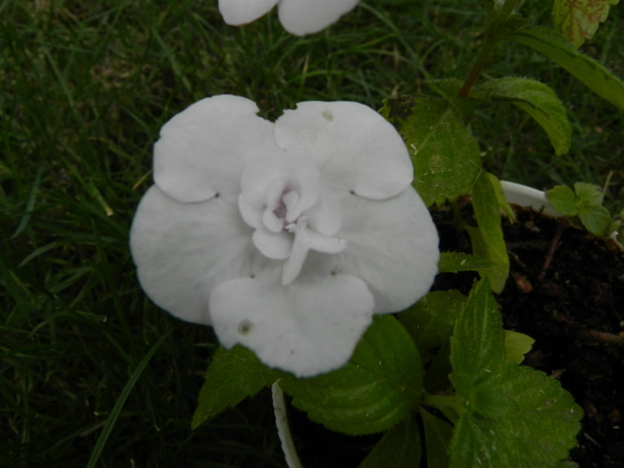 Achimenes 'Double White Rose'