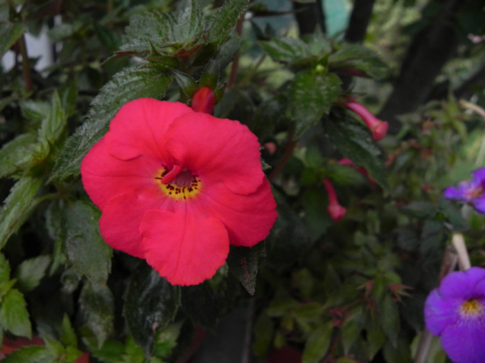 XAchimenantha `Star of Stars`