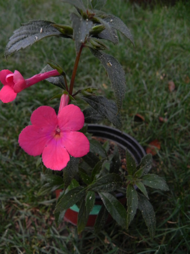 XAchimenantha `cloe` - Achimenes