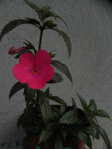 XAchimenantha `cloe` - Achimenes