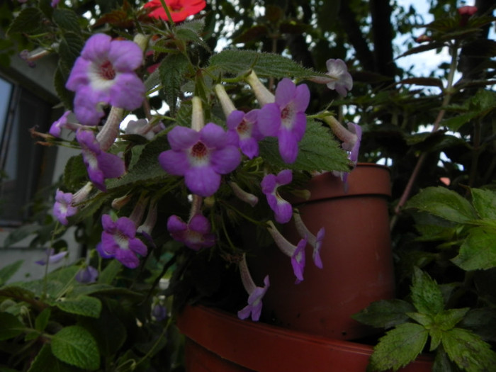 Achicodonia Dark star - GESNERIACEAE